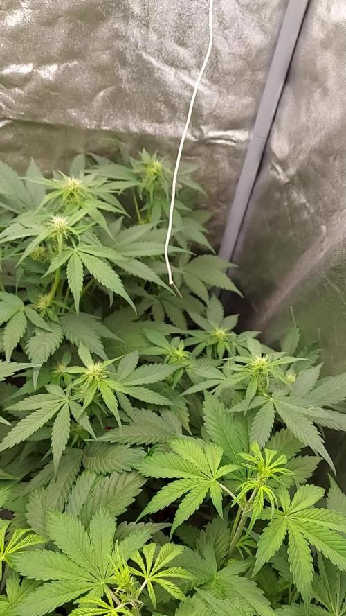 frostbanger autofloraison expérience
