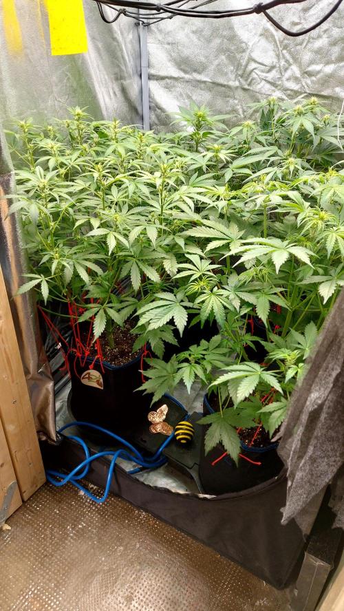 frostbanger autofloraison expérience. Week 5