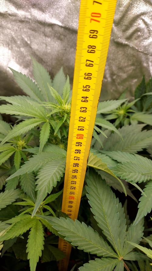 frostbanger autofloraison expérience. Week 5