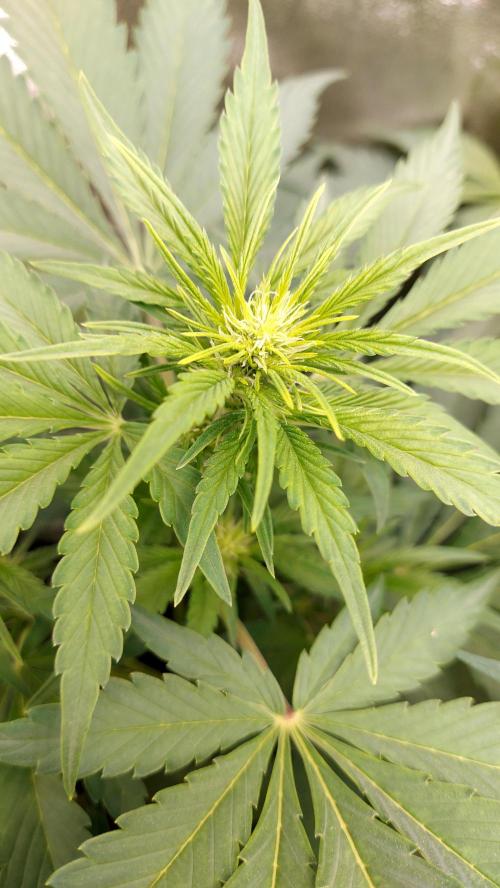 frostbanger autofloraison expérience. Week 5