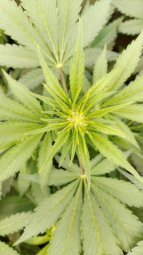 frostbanger autofloraison expérience. Week 5