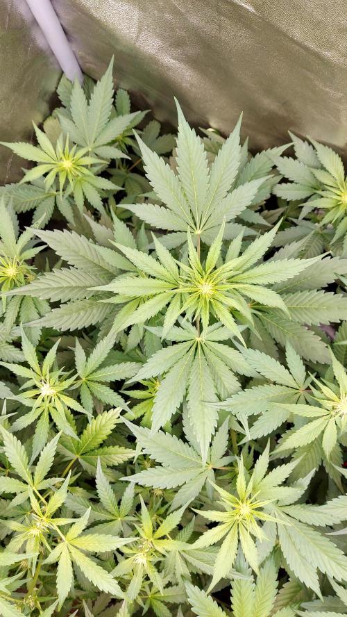 frostbanger autofloraison expérience. Week 5