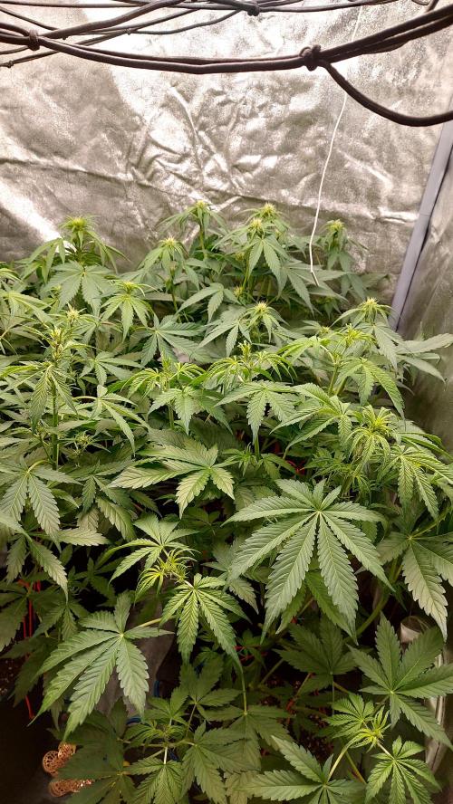 frostbanger1 ( essais Autopots, ). Week 5