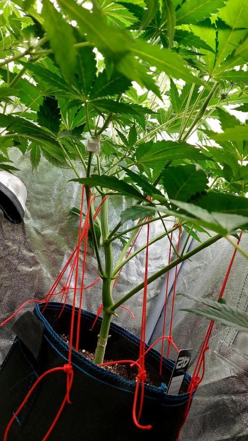 frostbanger1 ( essais Autopots, ). Week 5