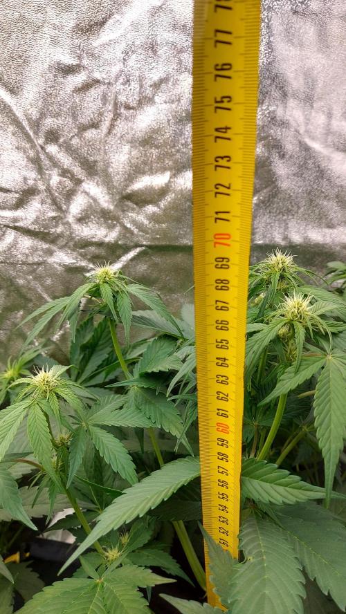 frostbanger1 ( essais Autopots, ). Week 5