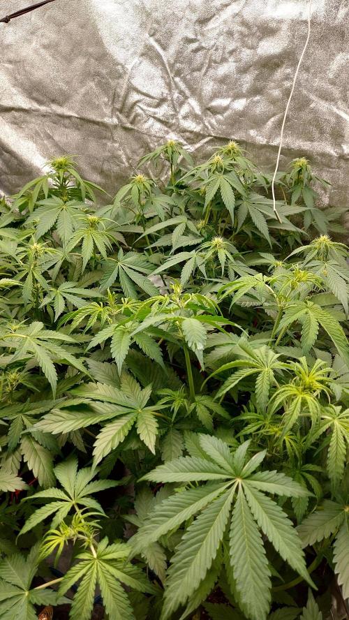 frostbanger1 ( essais Autopots, ). Week 5
