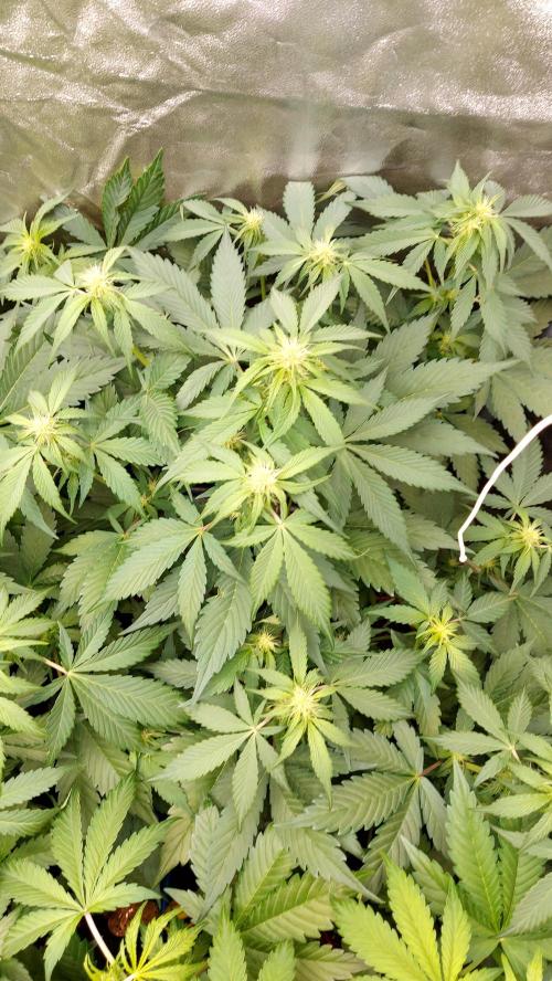 frostbanger1 ( essais Autopots, ). Week 5