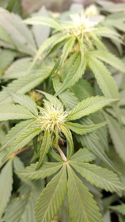 frostbanger1 ( essais Autopots, ). Week 5