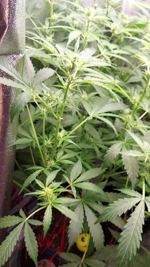 MAC 1 AUTOFLORAISON AUTOPOT