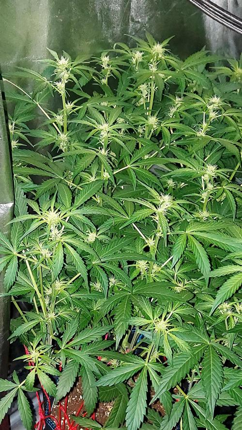 MAC 1 AUTOFLORAISON AUTOPOT. Week 5