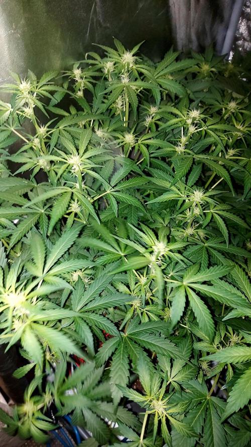 MAC 1 AUTOFLORAISON AUTOPOT. Week 5
