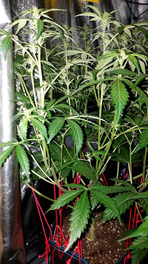 MAC 1 AUTOFLORAISON AUTOPOT. Week 5