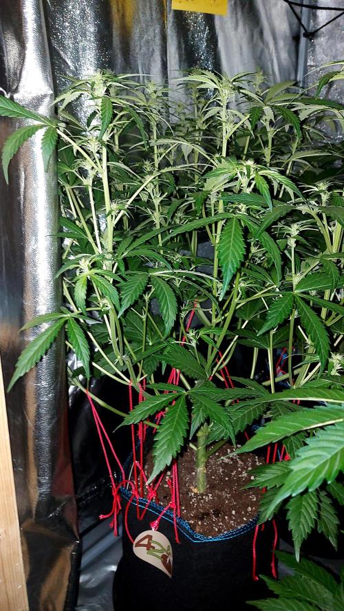 MAC 1 AUTOFLORAISON AUTOPOT. Week 5