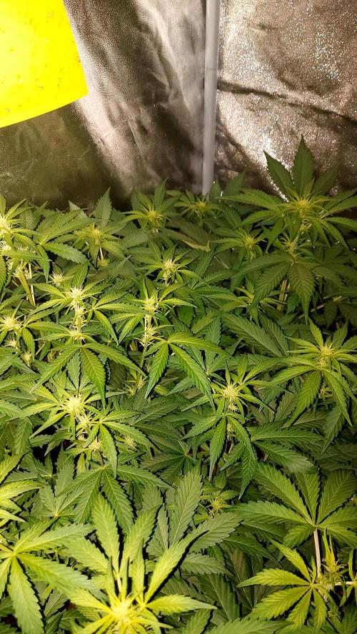 MAC 1 AUTOFLORAISON AUTOPOT. Week 5