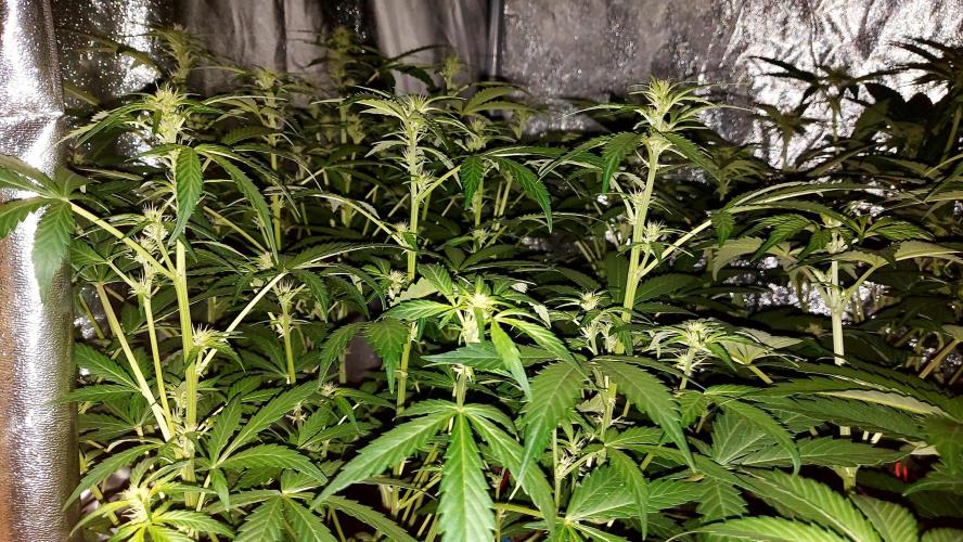 MAC 1 AUTOFLORAISON AUTOPOT. Week 5