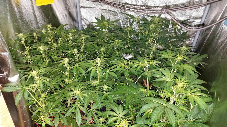 MAC 1 AUTOFLORAISON AUTOPOT. Week 5