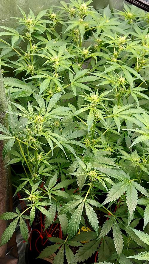 MAC 1 AUTOFLORAISON AUTOPOT. Week 5