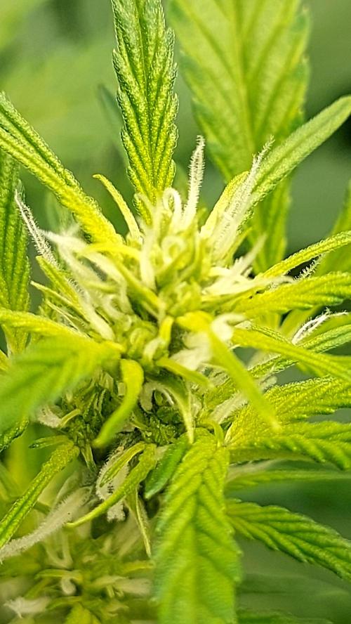 MAC 1 AUTOFLORAISON AUTOPOT. Week 5