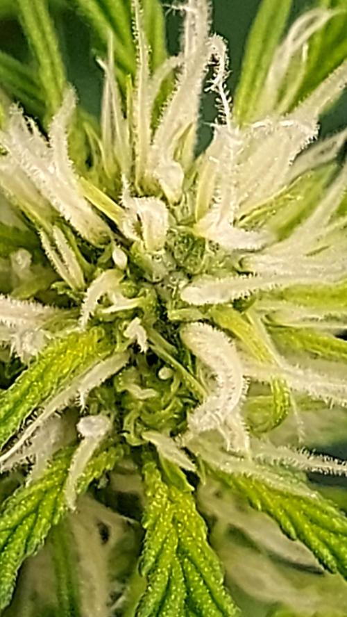 MAC 1 AUTOFLORAISON AUTOPOT. Week 5