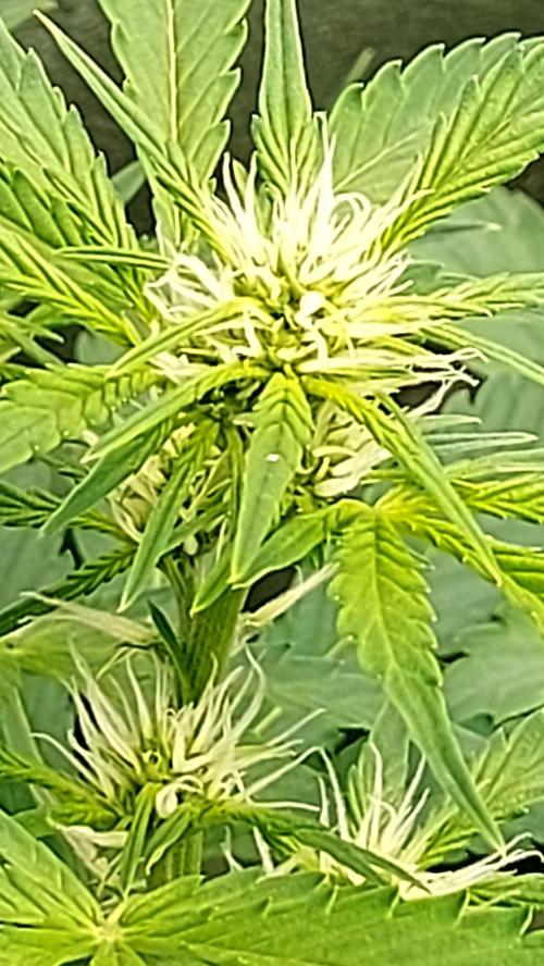 MAC 1 AUTOFLORAISON AUTOPOT. Week 5