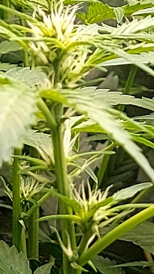MAC 1 AUTOFLORAISON AUTOPOT. Week 5
