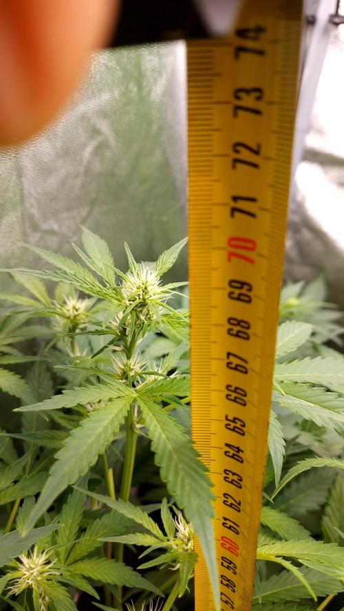 MAC 1 AUTOFLORAISON AUTOPOT. Week 5