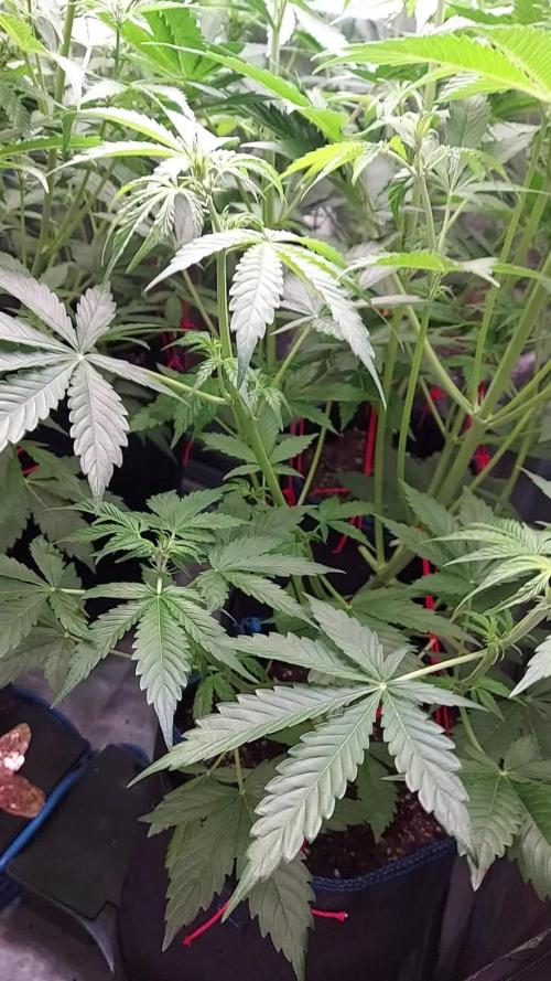 MAC 1 ( 2 ème plante )