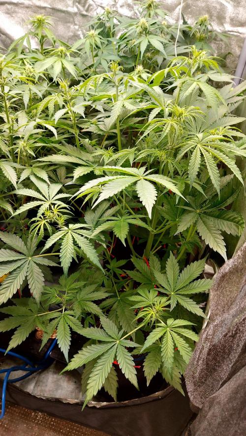 MAC 1 ( 2 ème plante ). Week 5