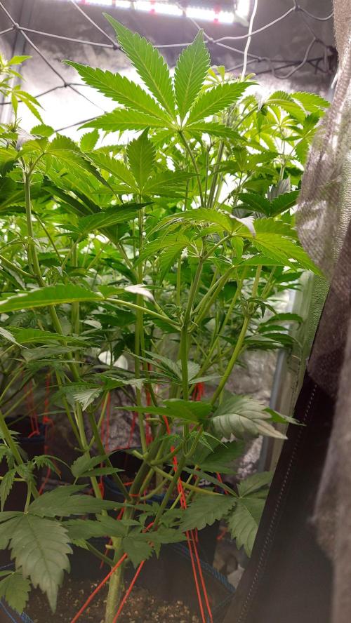 MAC 1 ( 2 ème plante ). Week 5