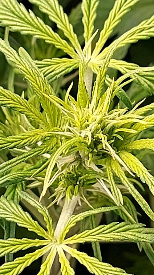 MAC 1 ( 2 ème plante ). Week 5