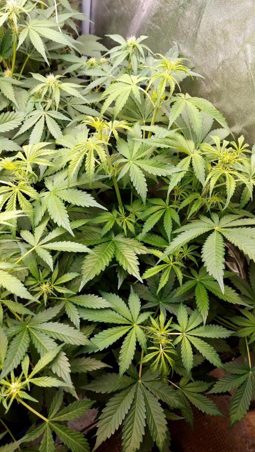 MAC 1 ( 2 ème plante ). Week 5