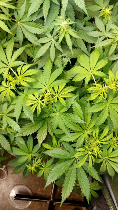 MAC 1 ( 2 ème plante ). Week 5