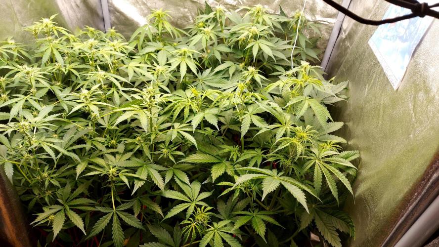 MAC 1 ( 2 ème plante ). Week 5