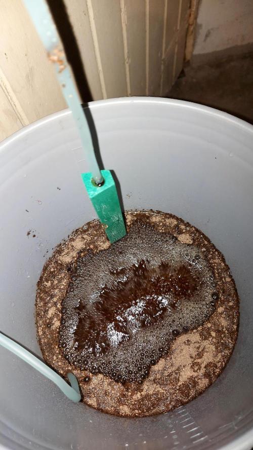 frostbanger autofloraison expérience. Week 5