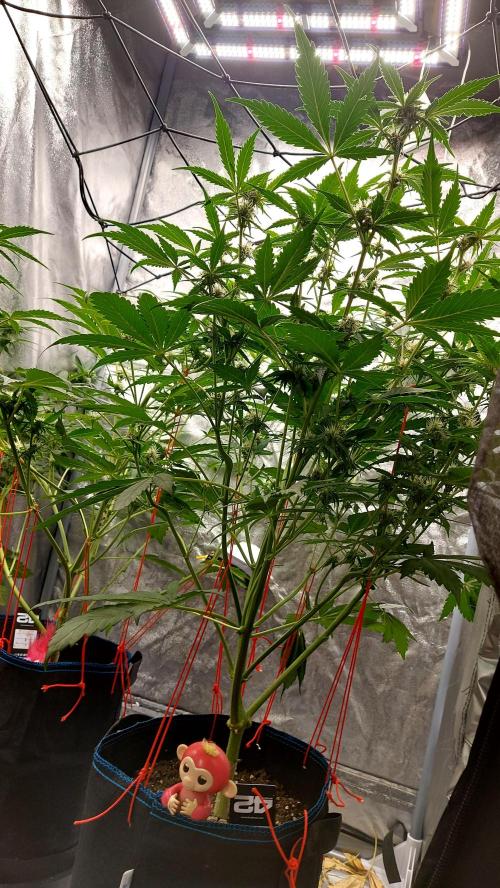 frostbanger1 ( essais Autopots, ). Week 6