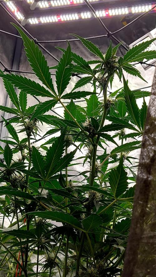 frostbanger1 ( essais Autopots, ). Week 6