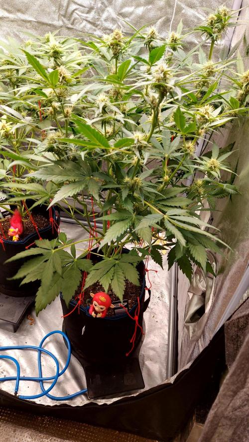 frostbanger1 ( essais Autopots, ). Week 6
