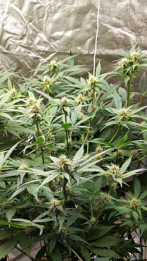 frostbanger1 ( essais Autopots, ). Week 6