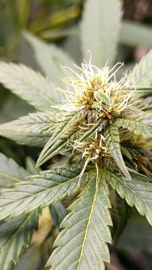 frostbanger1 ( essais Autopots, ). Week 6
