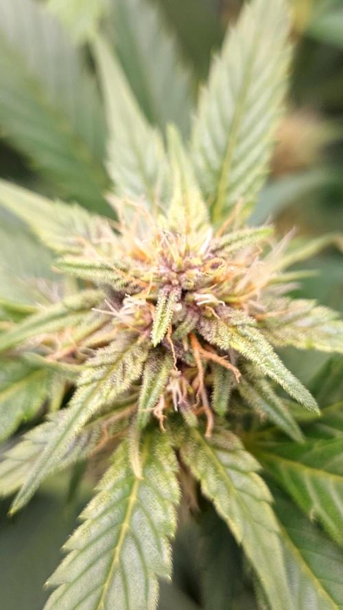 frostbanger1 ( essais Autopots, ). Week 6