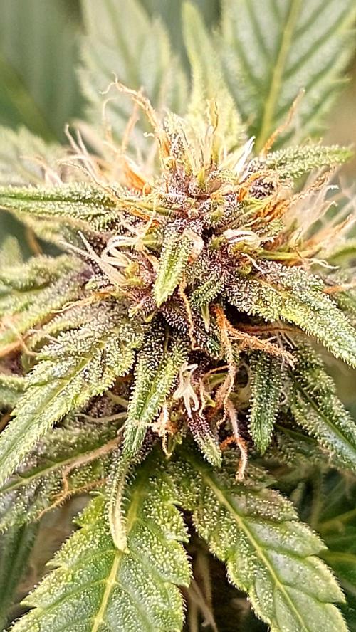 frostbanger1 ( essais Autopots, ). Week 6