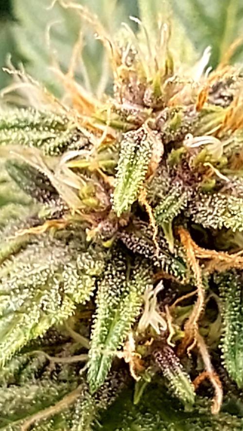 frostbanger1 ( essais Autopots, ). Week 6