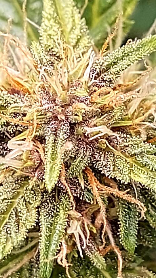 frostbanger1 ( essais Autopots, ). Week 6