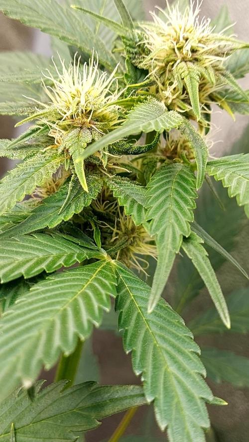 frostbanger1 ( essais Autopots, ). Week 6
