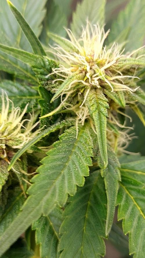 frostbanger1 ( essais Autopots, ). Week 6