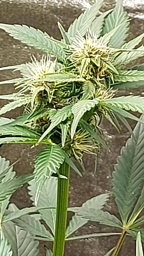 frostbanger1 ( essais Autopots, ). Week 6