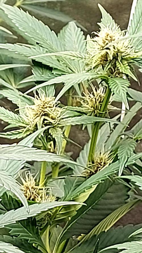 frostbanger1 ( essais Autopots, ). Week 6