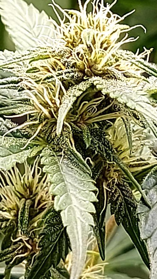 frostbanger1 ( essais Autopots, ). Week 6