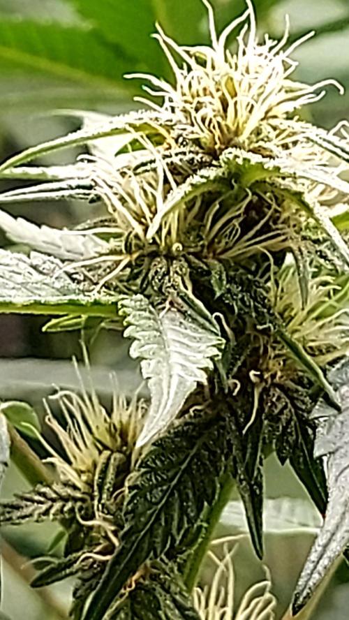 frostbanger1 ( essais Autopots, ). Week 6