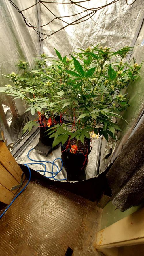 frostbanger1 ( essais Autopots, ). Week 6